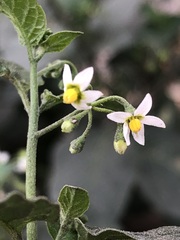 Solanum