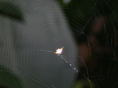 Gasteracantha thomasinsulae