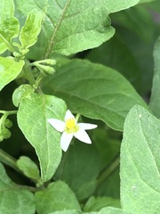 Solanum