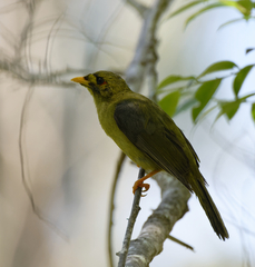 Manorina melanophrys