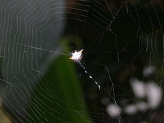 Gasteracantha thomasinsulae