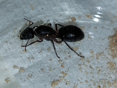 Camponotus intrepidus