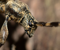 Hexatricha pulverulenta