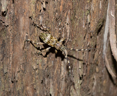 Hexatricha pulverulenta