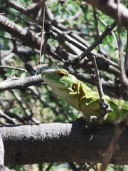 Ctenosaura hemilopha