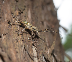 Hexatricha pulverulenta