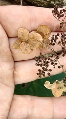 Hydrangea cinerea
