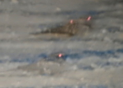 Hydropsalis torquata