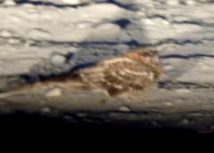 Hydropsalis torquata