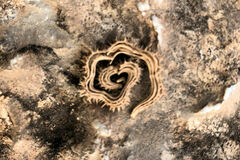 Scorpiurus muricatus