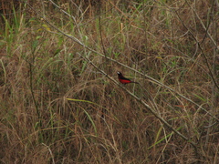 Ramphocelus dimidiatus