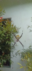 Araneae