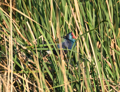 Porphyrio madagascariensis