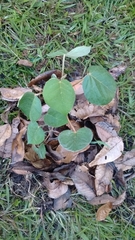 Croton magdalenensis