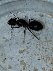 Camponotus intrepidus