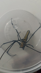 Nephila pilipes