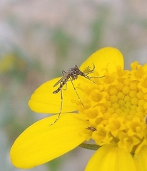 Aedes aegypti