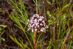Serruria rubricaulis