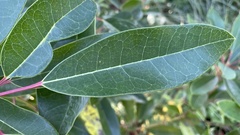 Daphniphyllum teijsmannii