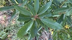 Daphniphyllum teijsmannii