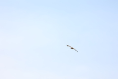 Hieraaetus morphnoides