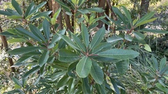 Daphniphyllum teijsmannii