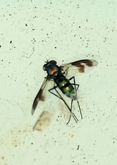 Condylostylus occidentalis