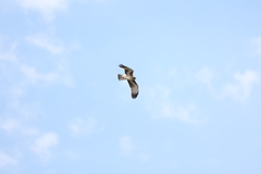 Hieraaetus morphnoides