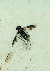 Condylostylus occidentalis
