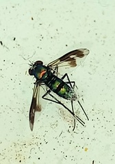 Condylostylus occidentalis