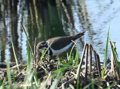 Charadrius tricollaris