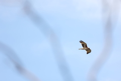 Hieraaetus morphnoides