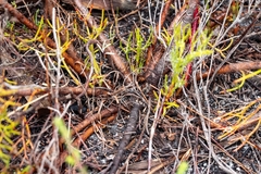 Serruria rubricaulis