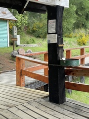 Phrygilus patagonicus