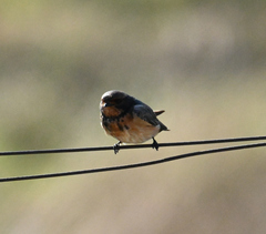 Petrochelidon spilodera
