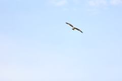 Hieraaetus morphnoides