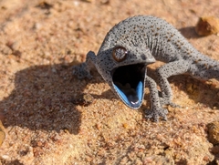 Strophurus williamsi