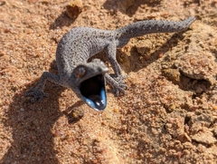 Strophurus williamsi