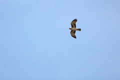 Hieraaetus morphnoides