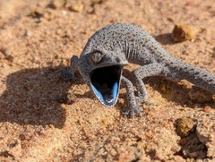 Strophurus williamsi