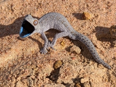 Strophurus williamsi