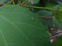 Arachnida