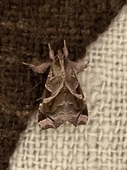 Callopistria floridensis