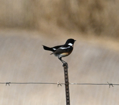 Saxicola torquatus