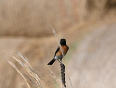 Saxicola torquatus