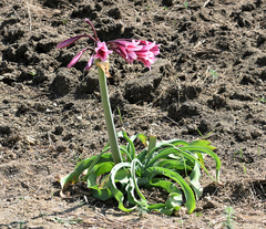 Crinum bulbispermum