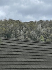 Chloephaga poliocephala