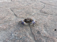 Chasmagnathus convexus
