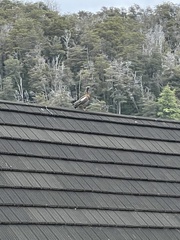 Chloephaga poliocephala