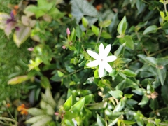 Jasminum polyanthum